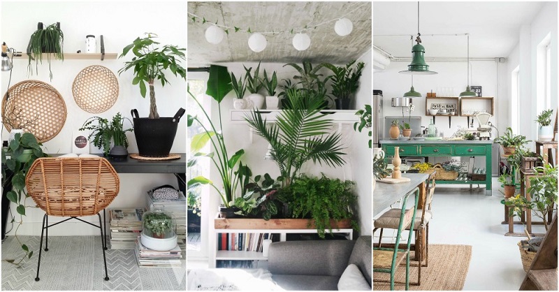 Decorating ideas with indoor plants