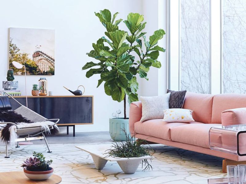 Ficus lyrata tree is the best choices to beautify the room.