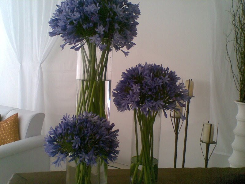 Placing agapanthus on the table to make the room more interest.