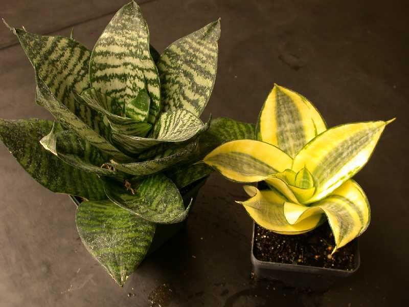 Choose the sansevieria mini to beautify the room.