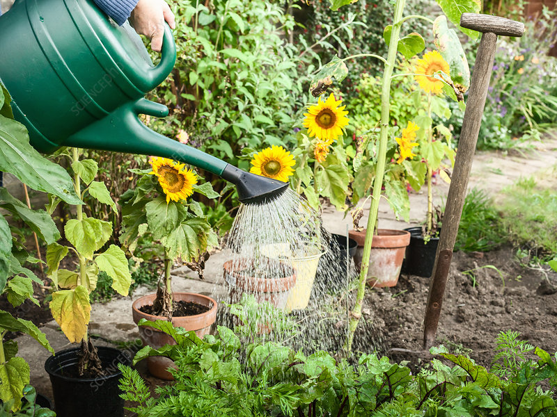 water the plants to taste.