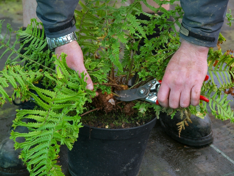 cut the plants neatly.