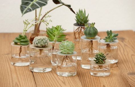 Smart DIY Container Water Plants Ideas Easily For Beginners At Home