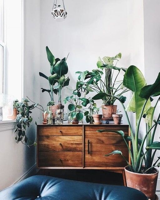 15 Incredible Indoor Plants Decor Ideas