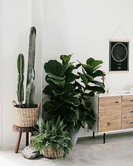 15 Incredible Indoor Plants Decor Ideas To Make Your House More Alive