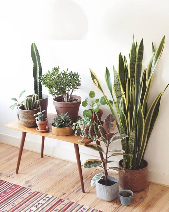 15 Incredible Indoor Plants Decor Ideas To Make Your House More Alive