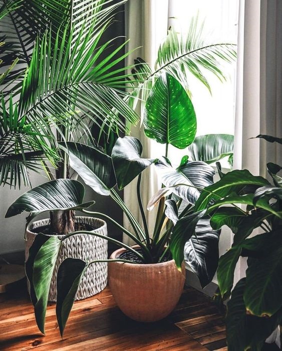 15 Incredible Indoor Plants Decor Ideas To Make Your House More Alive