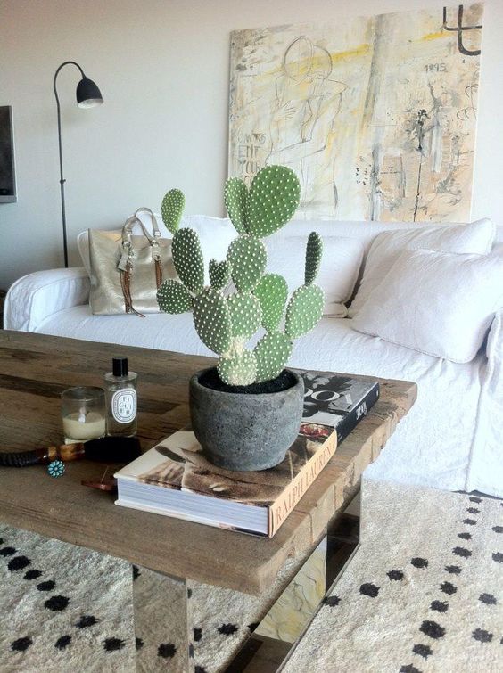 bunny ears cactus indoor plant