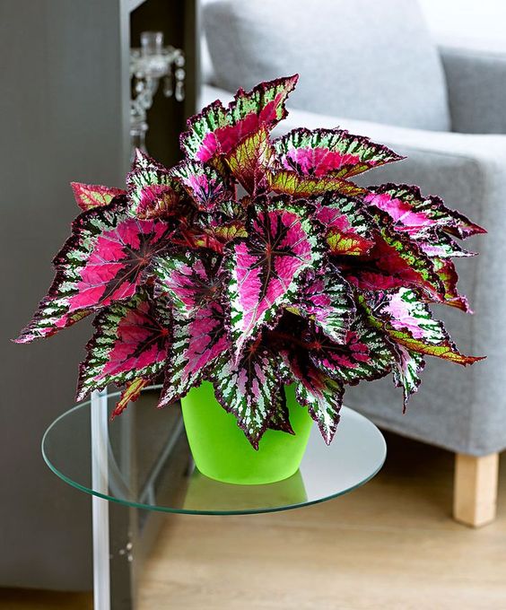 colorful indoor plant