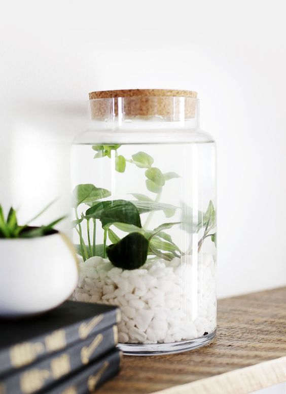 indoor water garden