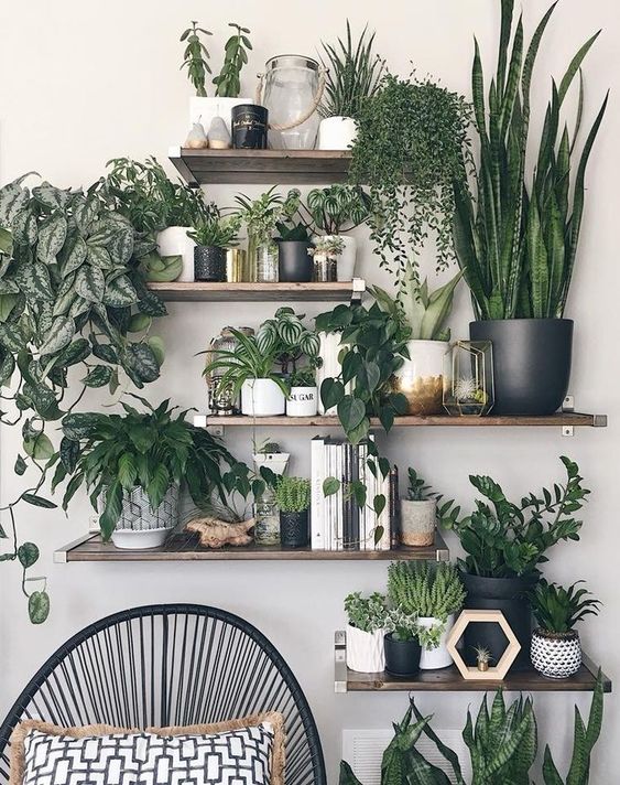 Decorative Plant Setting To Build Green Living Room - SimDreamHomes