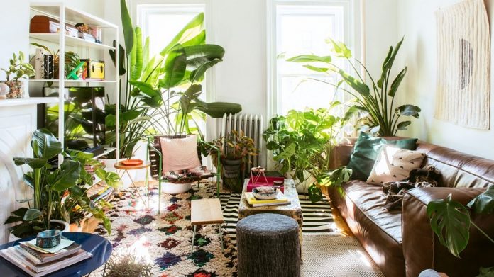 indoor plant decor ideas