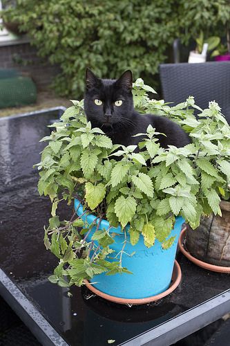 catnip plants